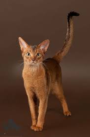 Abyssinian