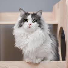 Munchkin Longhair