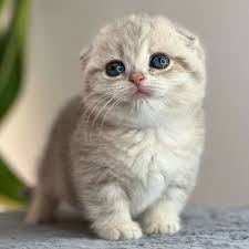 Munchkin Shorthair