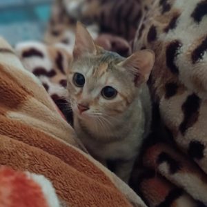 Brown cat